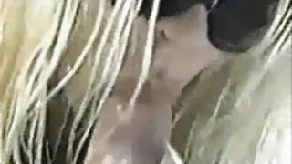 Oamenii sunt în mod lesbiene clipuri activ în gondoane cu părul alb Virgin